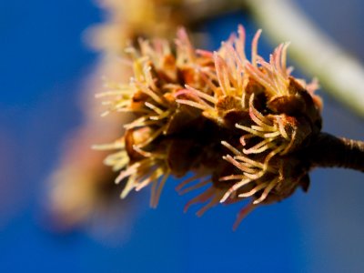 Acer saccharinum 'Wieri' - javor stříbrný - květ